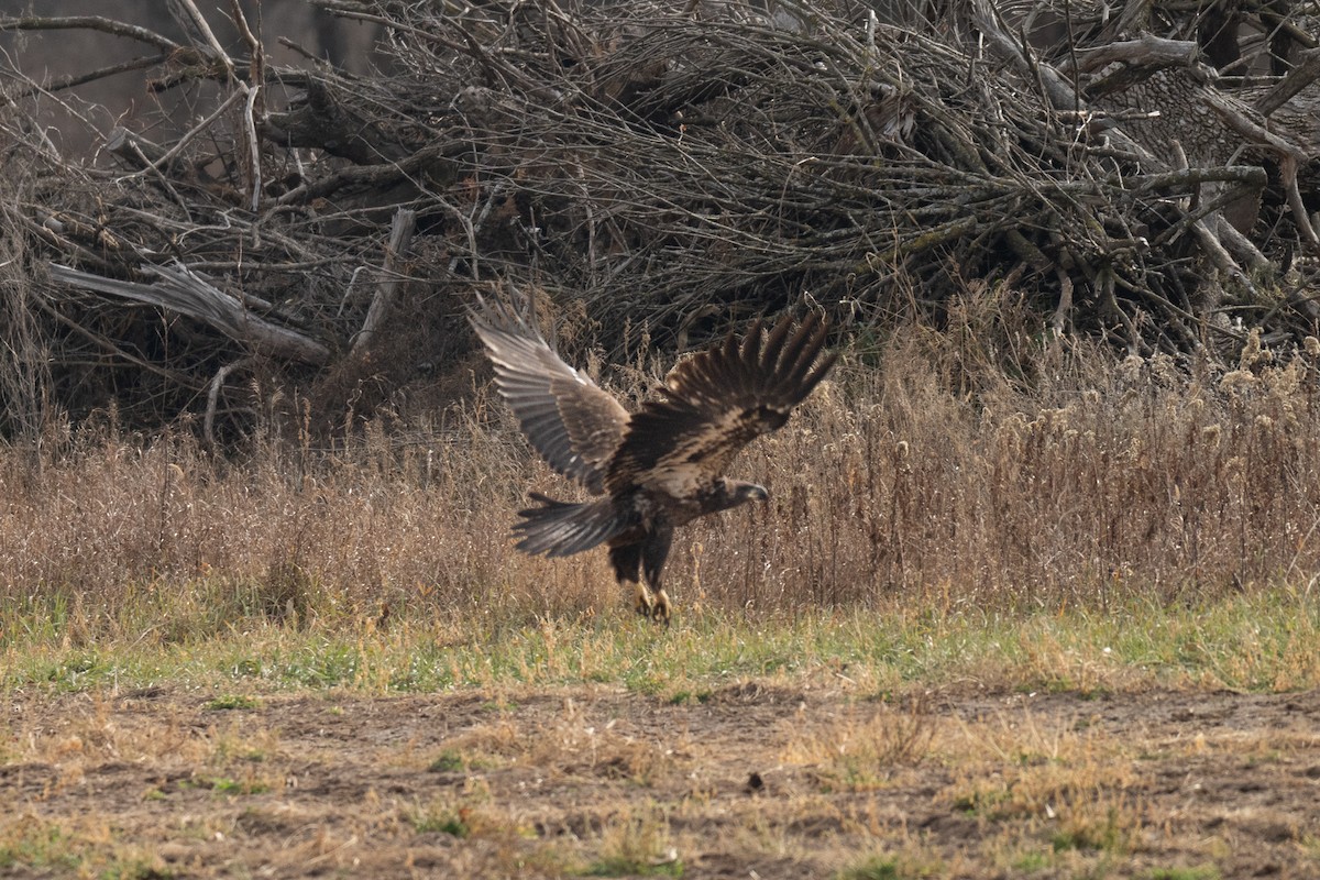 Pygargue à tête blanche - ML645816301