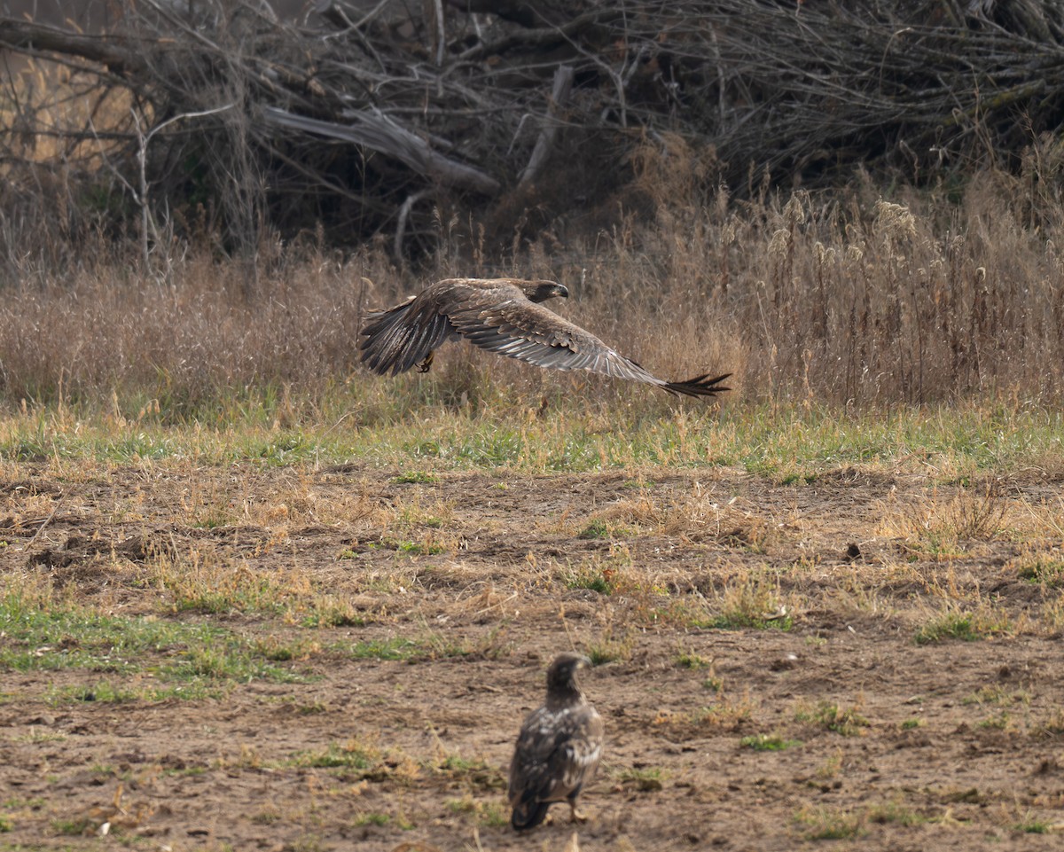 Pygargue à tête blanche - ML645816302