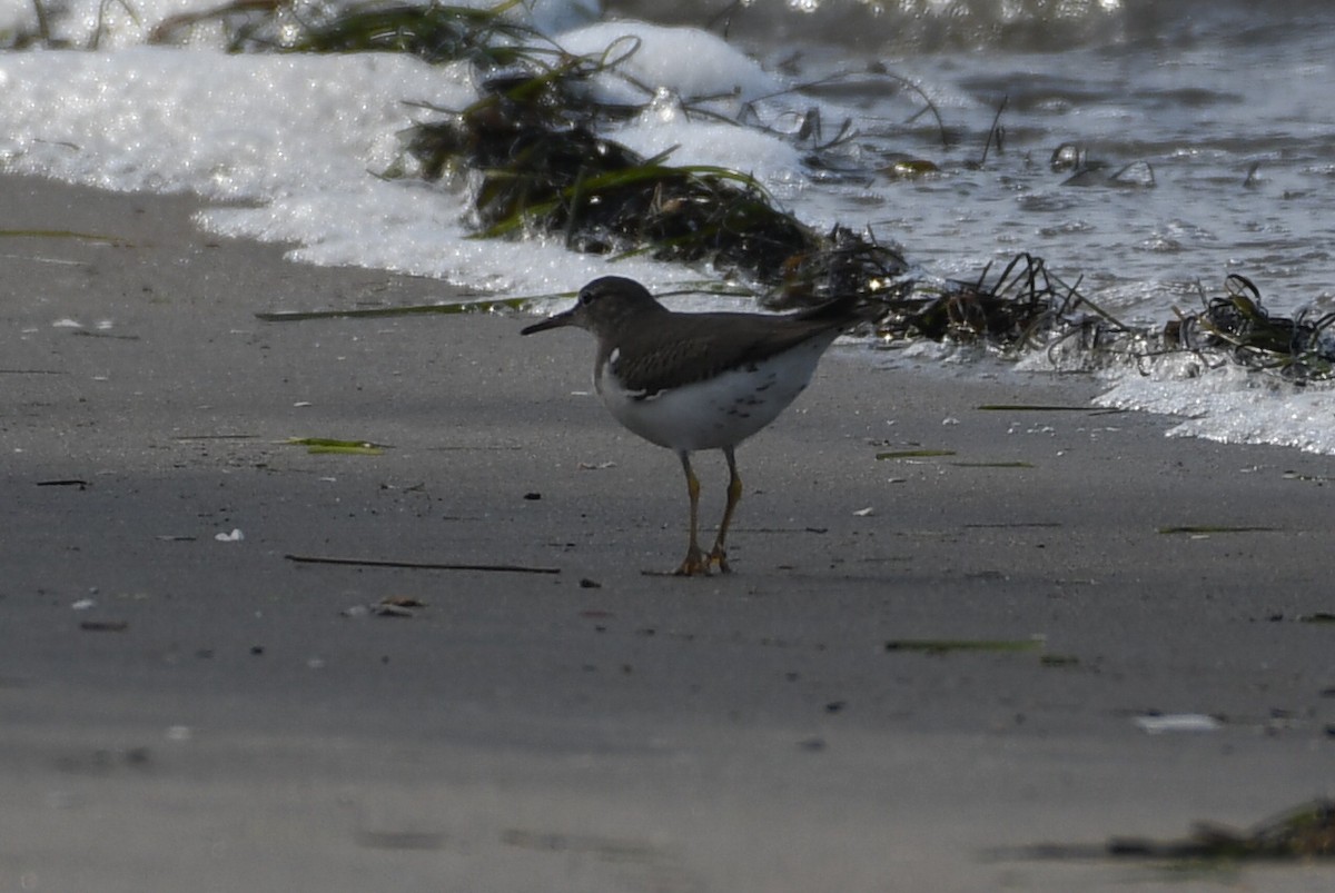 Spotted Sandpiper - ML645816314