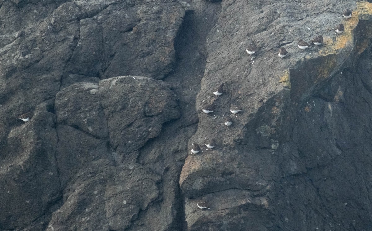 Black Turnstone - ML645816315