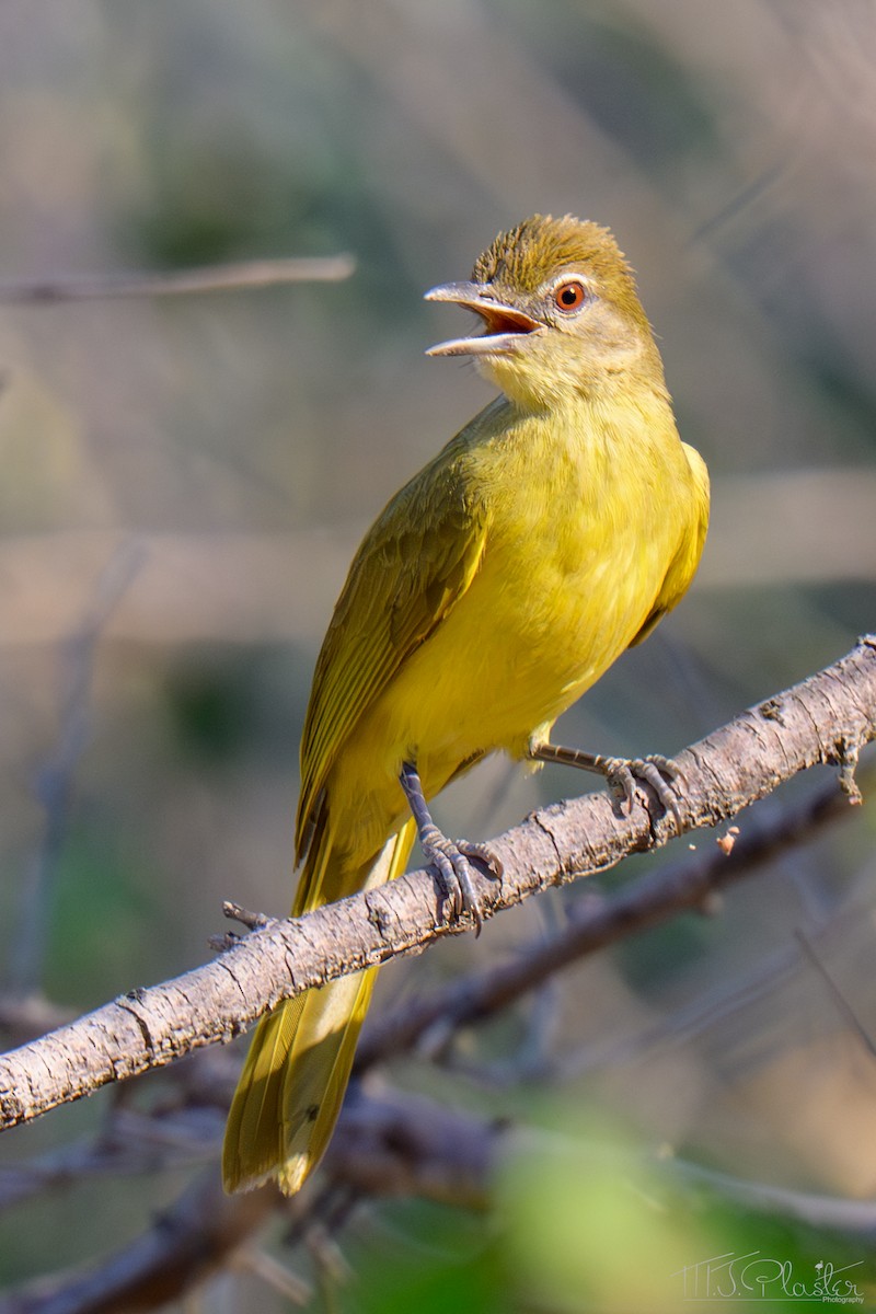 Yellow-bellied Greenbul - ML645816316