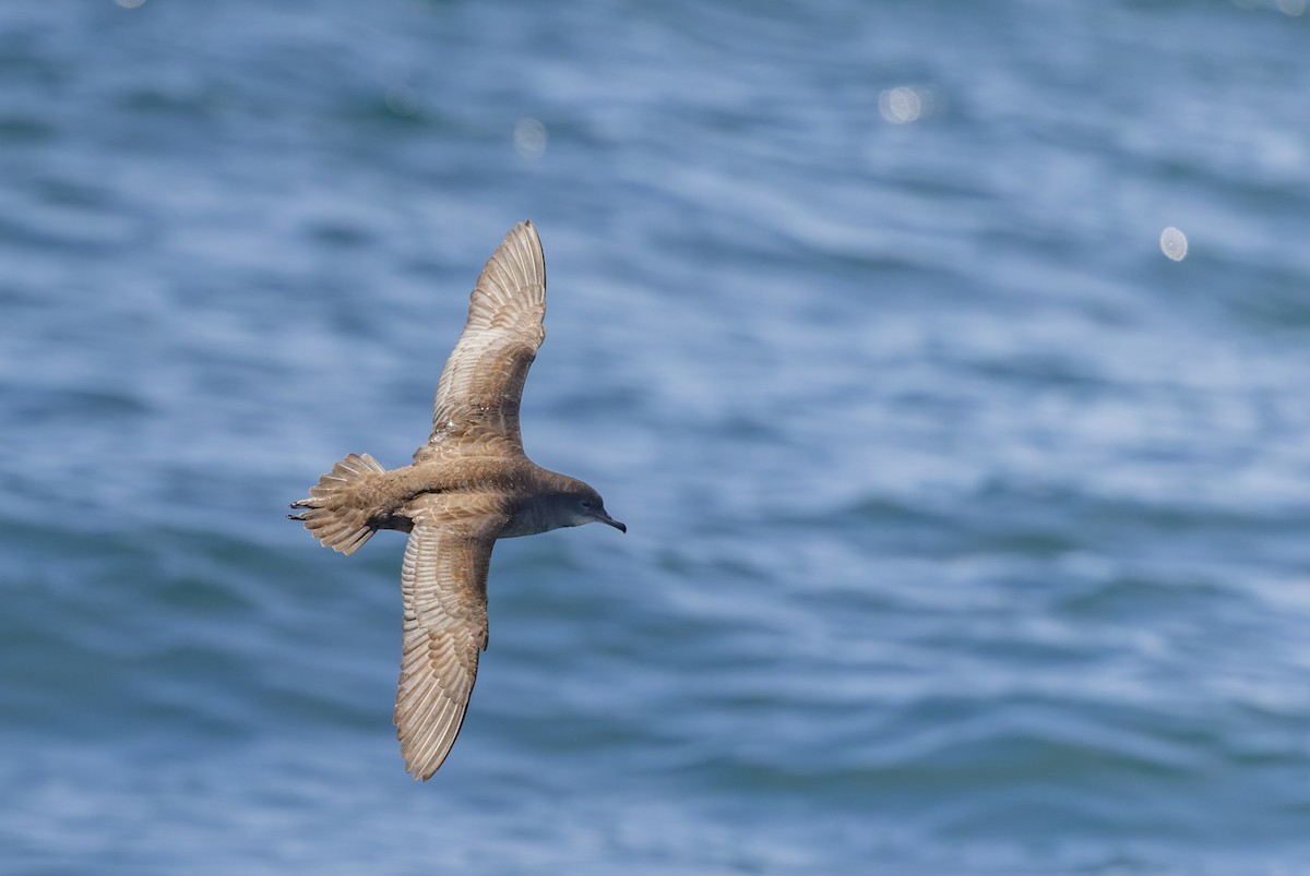 Short-tailed Shearwater - ML645816317