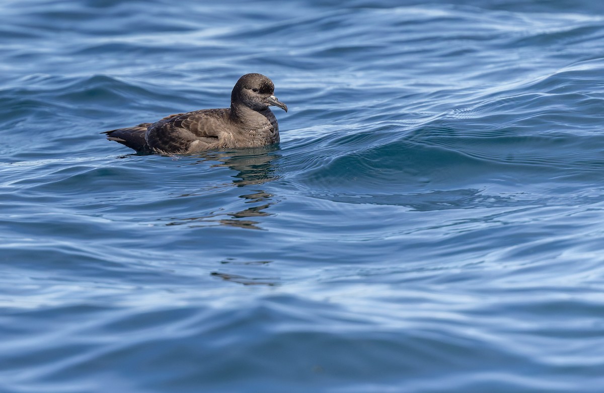 Short-tailed Shearwater - ML645816318