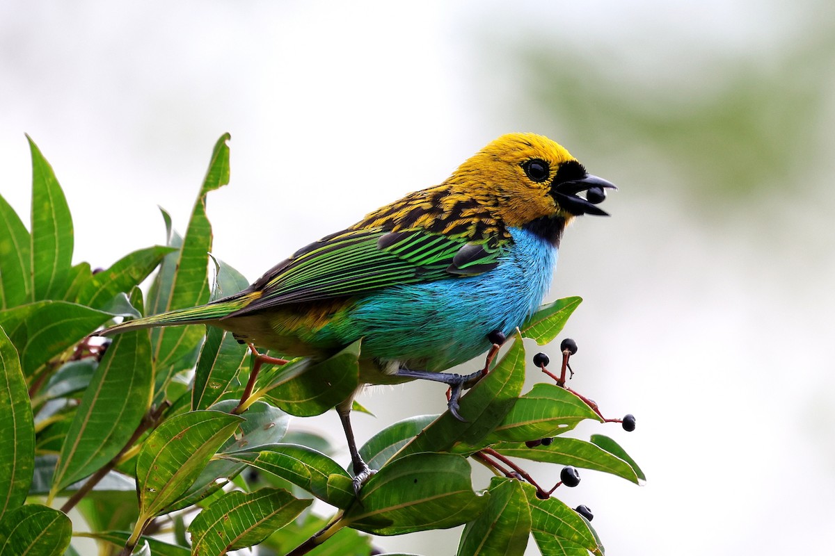 Gilt-edged Tanager - ML645816319