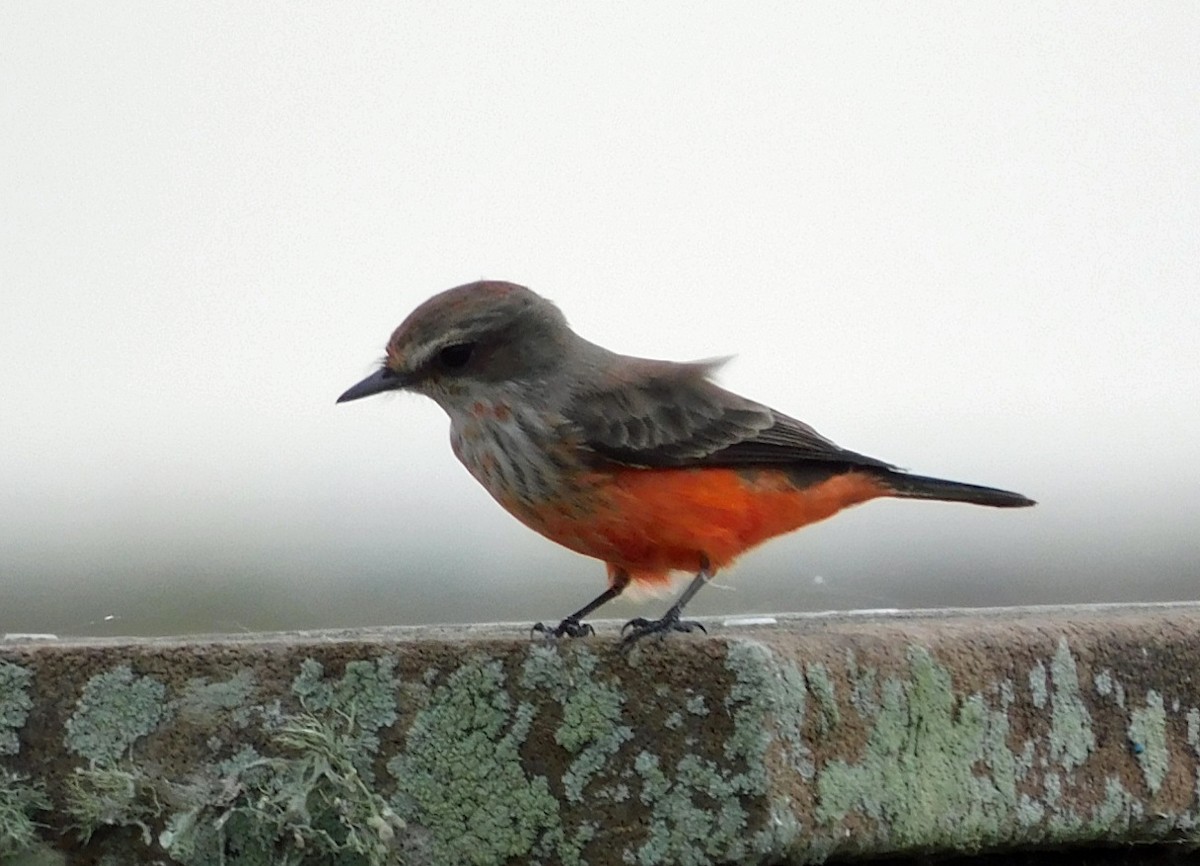 Vermilion Flycatcher - ML645816320