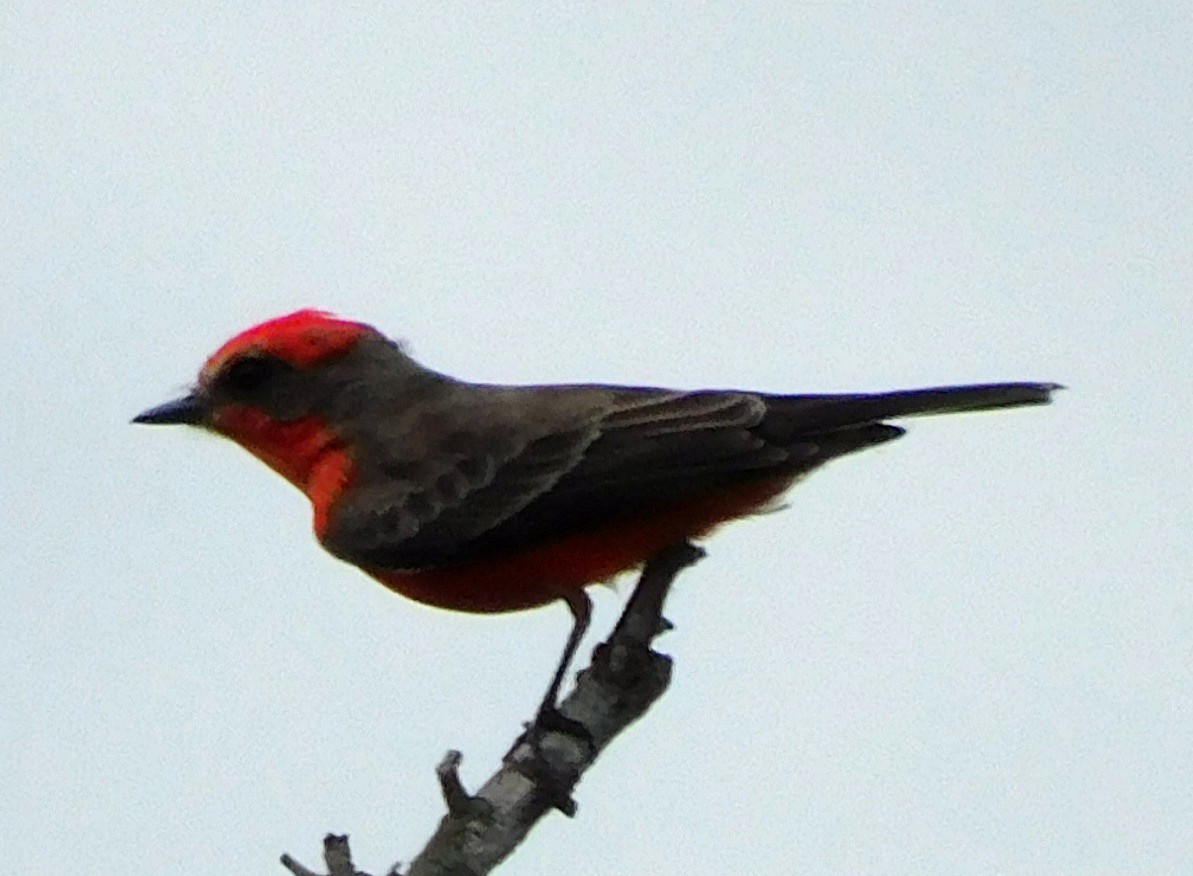 Vermilion Flycatcher - ML645816321