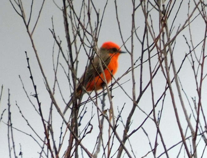 Vermilion Flycatcher - ML645816322