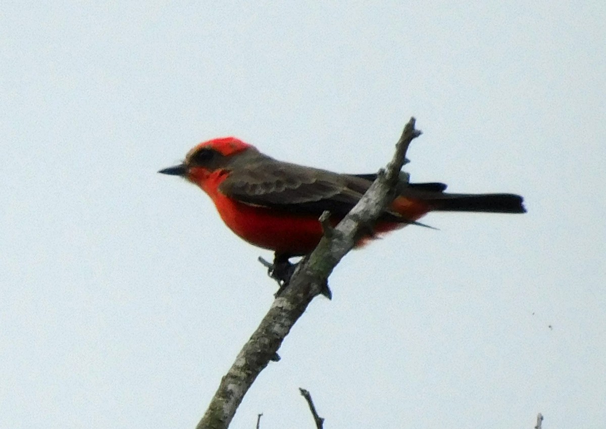 Vermilion Flycatcher - ML645816323