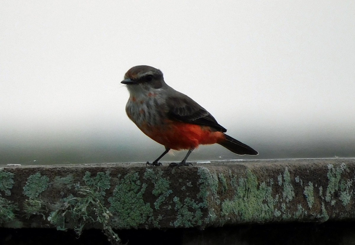 Vermilion Flycatcher - ML645816324
