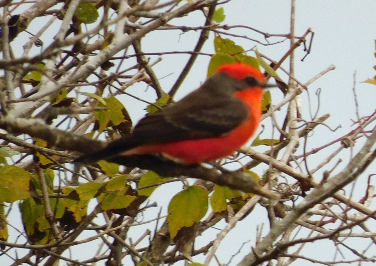 Vermilion Flycatcher - ML645816325
