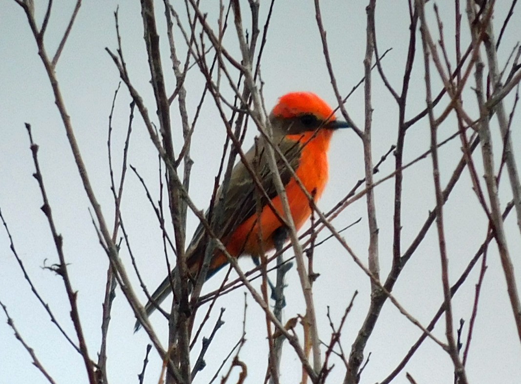Vermilion Flycatcher - ML645816326