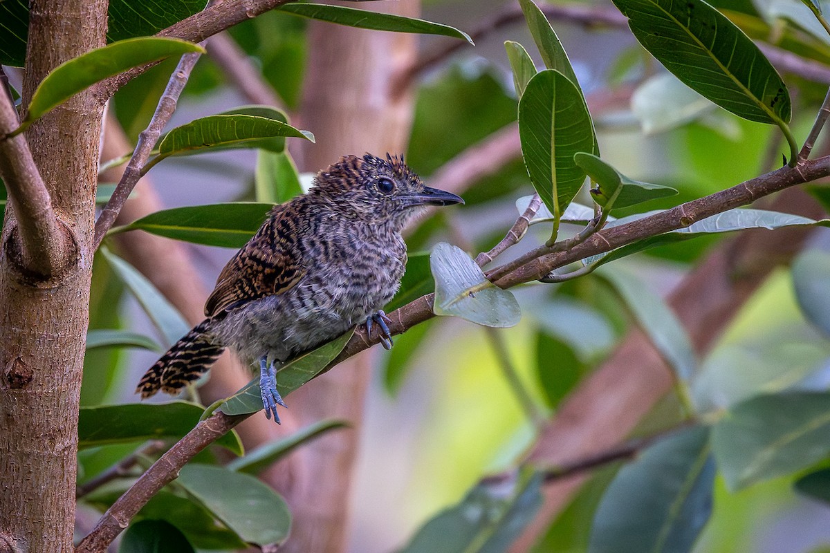 Bar-crested Antshrike - ML645816327