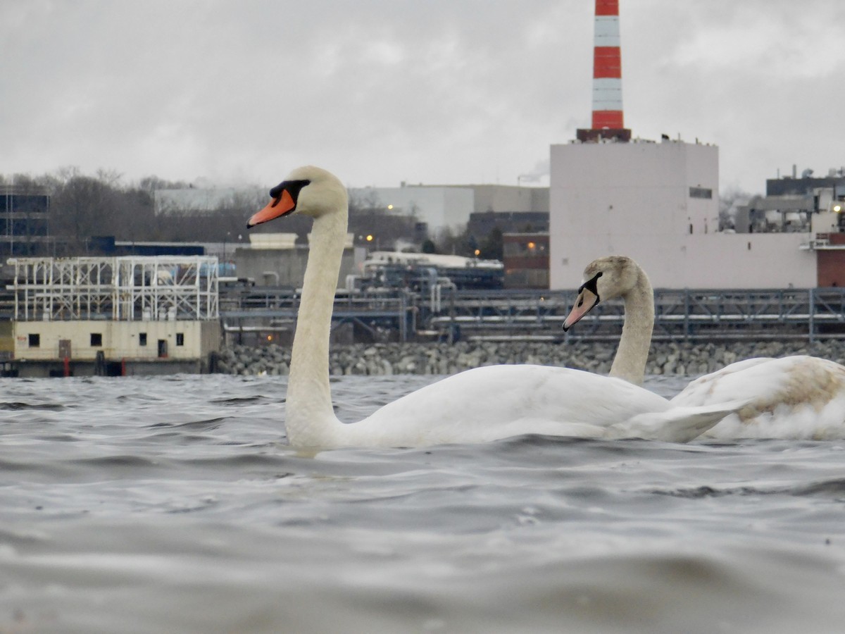 Mute Swan - ML645816329