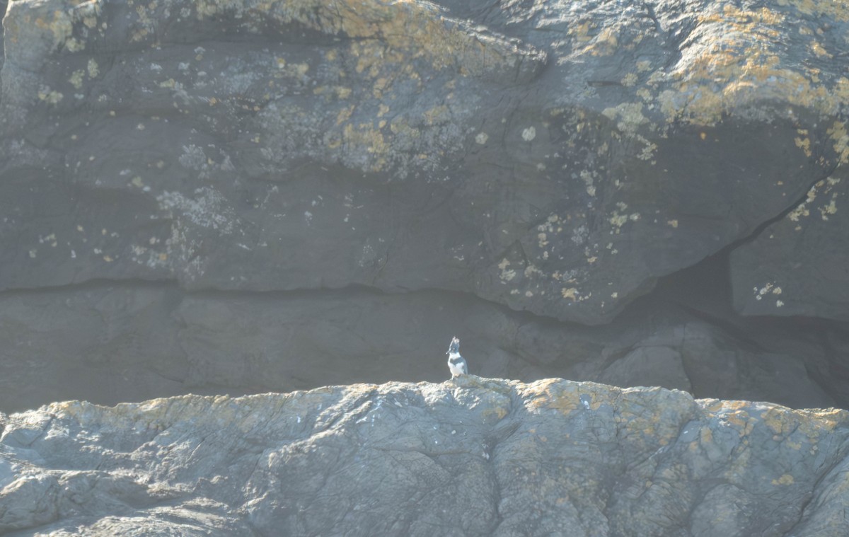 Belted Kingfisher - ML645816330