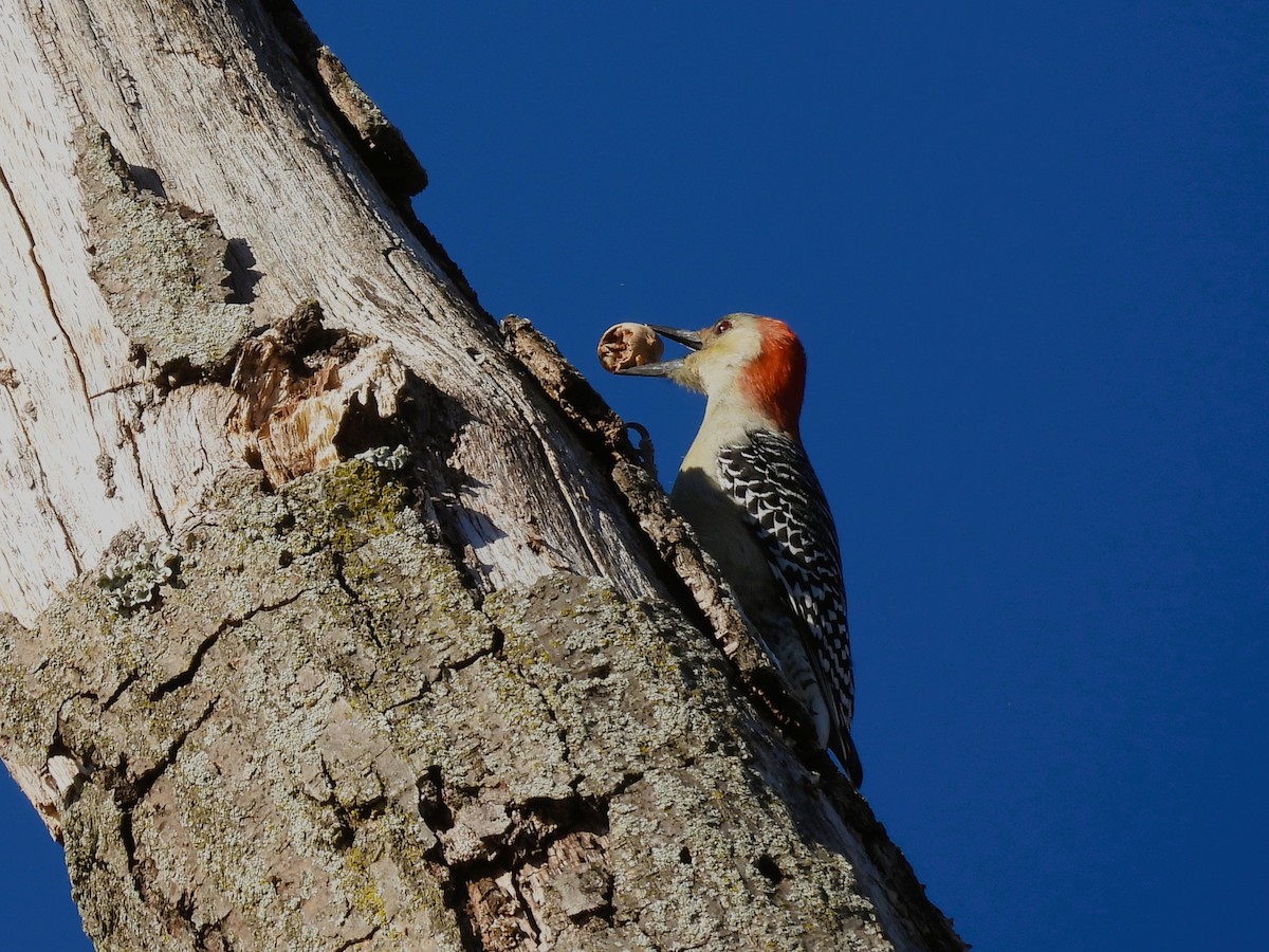 Red-bellied Woodpecker - ML645816331