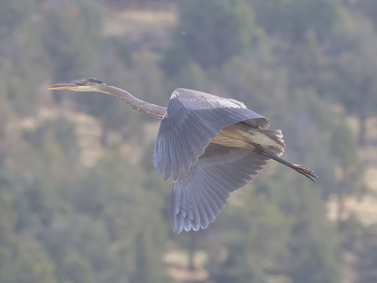Great Blue Heron - ML645816332