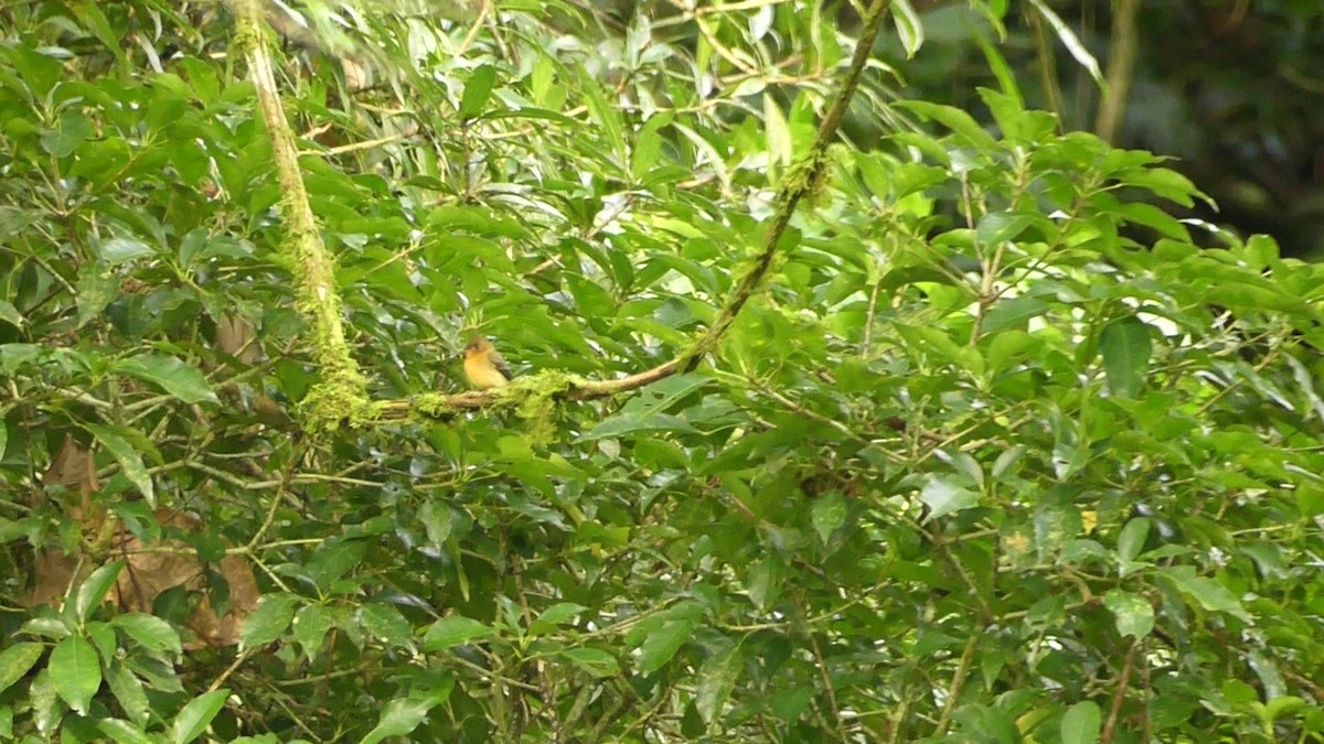 Tufted Flycatcher - ML645816333
