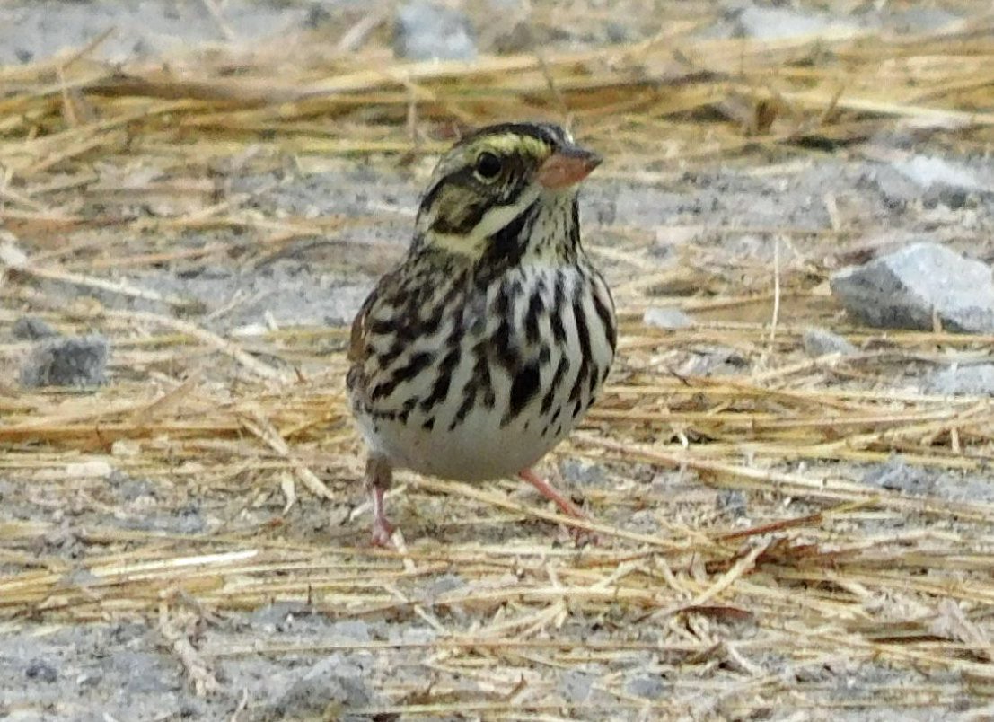 Savannah Sparrow - ML645816334