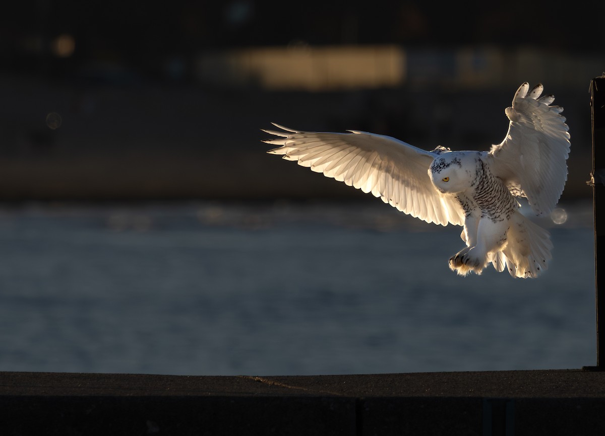 Snowy Owl - ML645816335