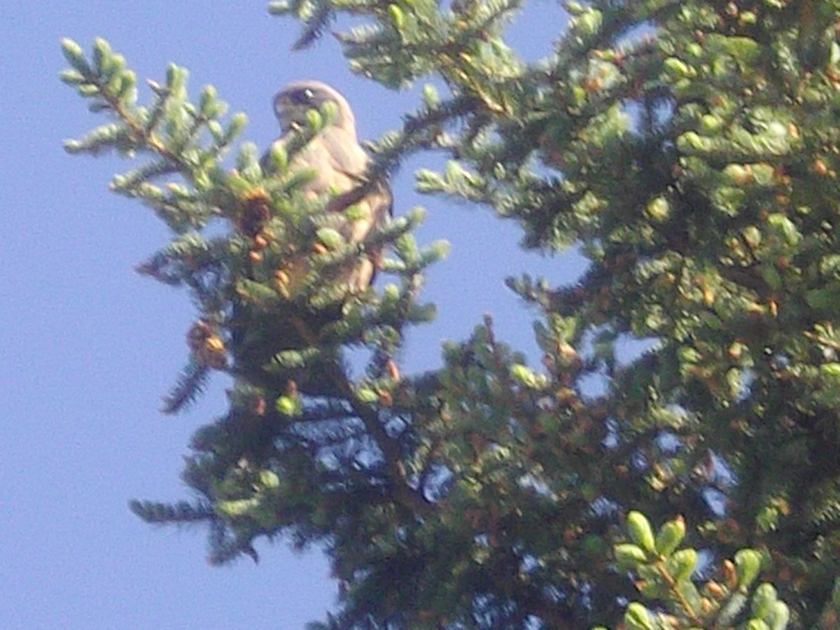 Swainson's Hawk - ML645816337