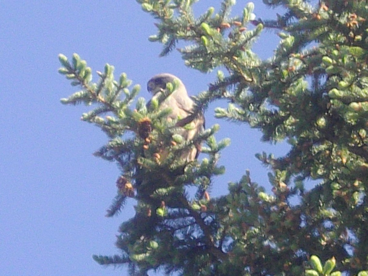 Swainson's Hawk - ML645816338