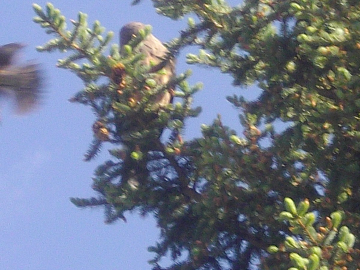 Swainson's Hawk - ML645816339