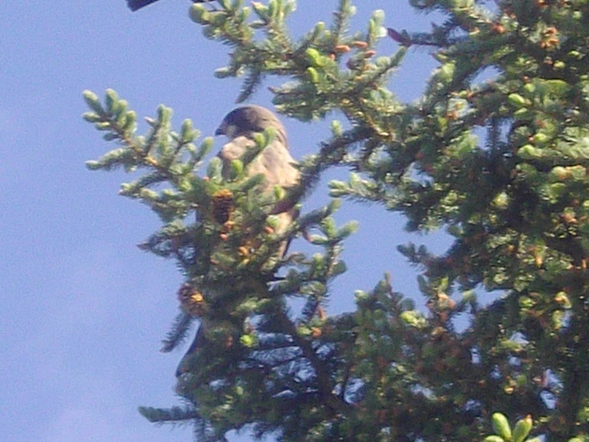 Swainson's Hawk - ML645816340