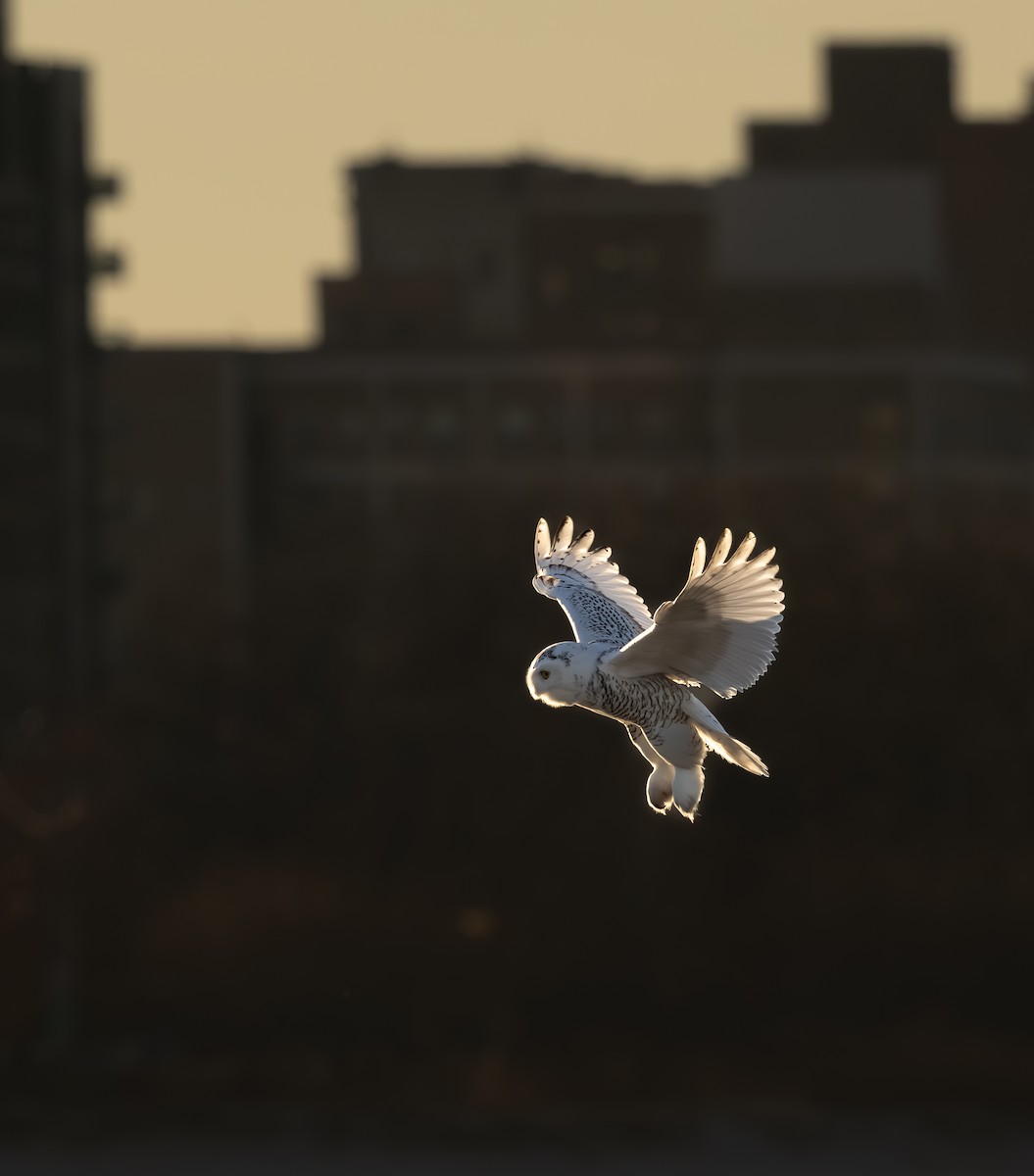 Snowy Owl - ML645816341