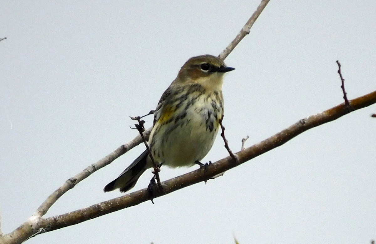 Yellow-rumped Warbler - ML645816342