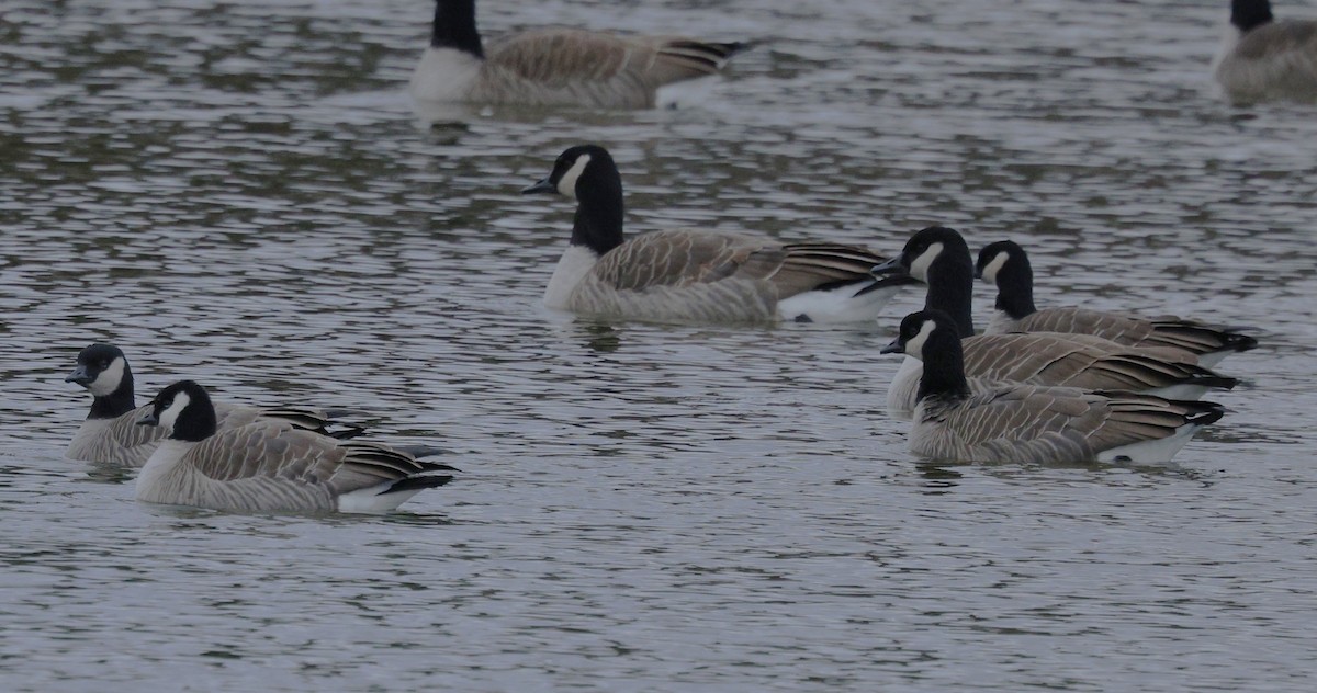 Cackling Goose - ML645816343