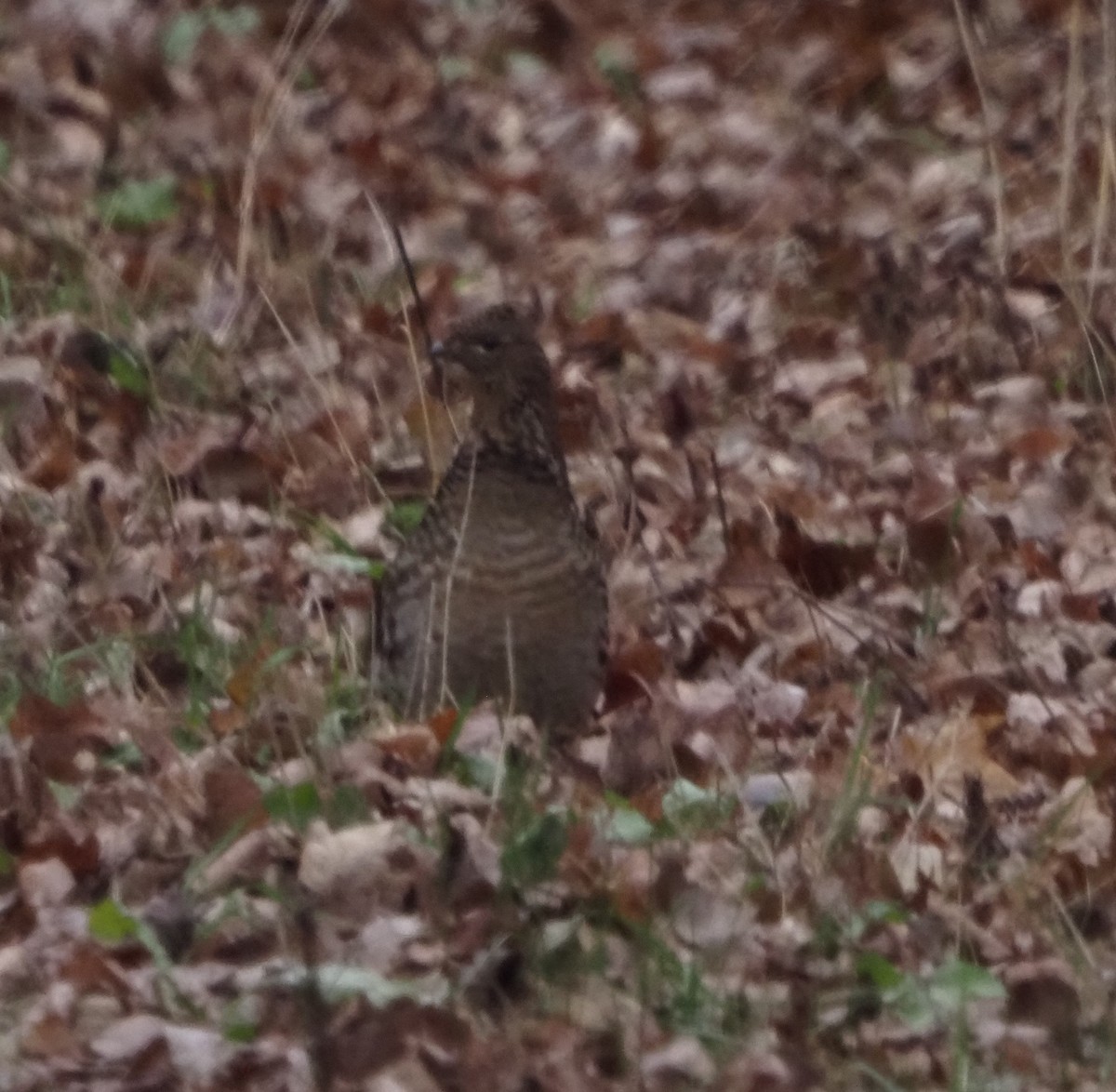 Ruffed Grouse - ML645816344