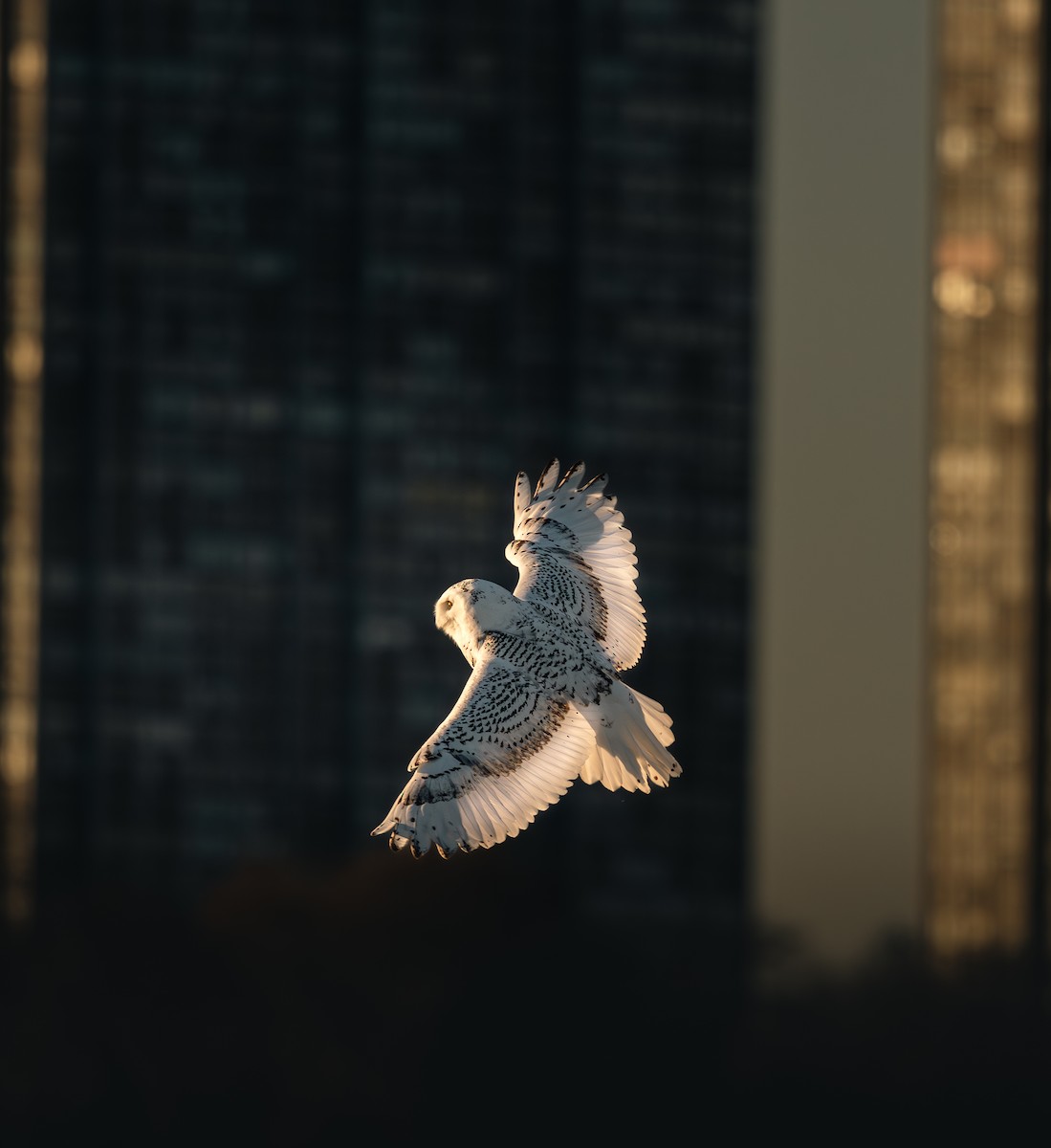 Snowy Owl - ML645816351