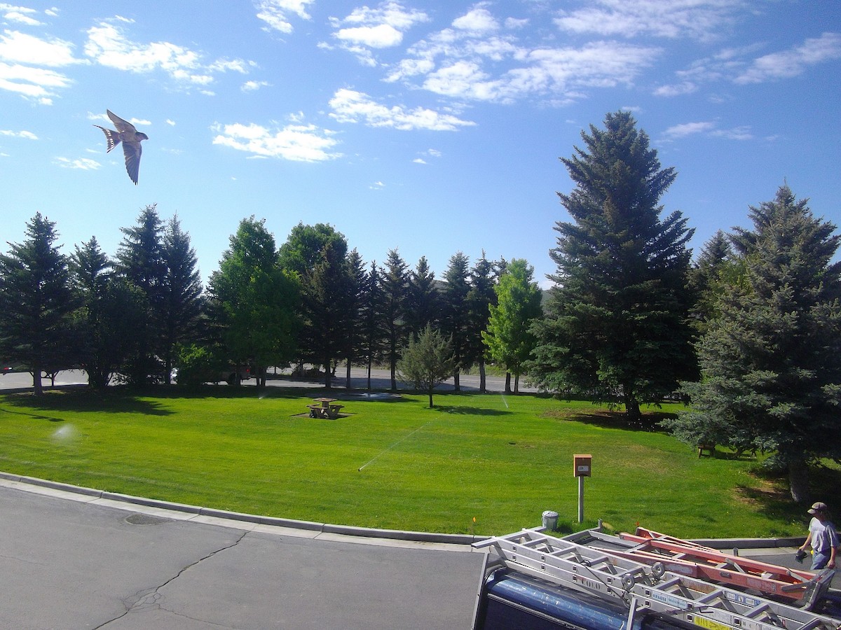 vlaštovka obecná - ML645816354