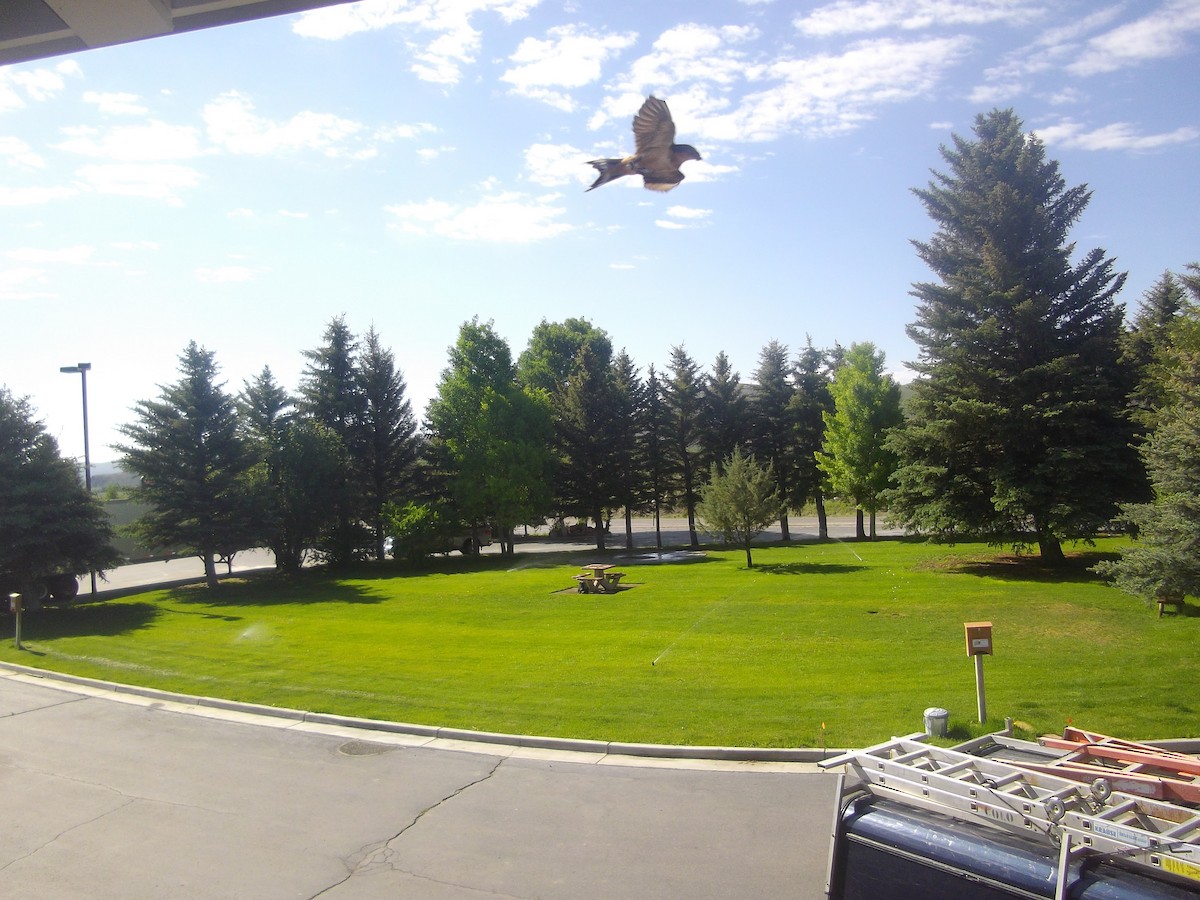 vlaštovka obecná - ML645816355