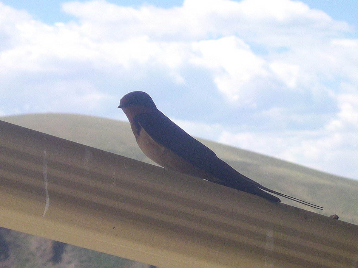 vlaštovka obecná - ML645816356