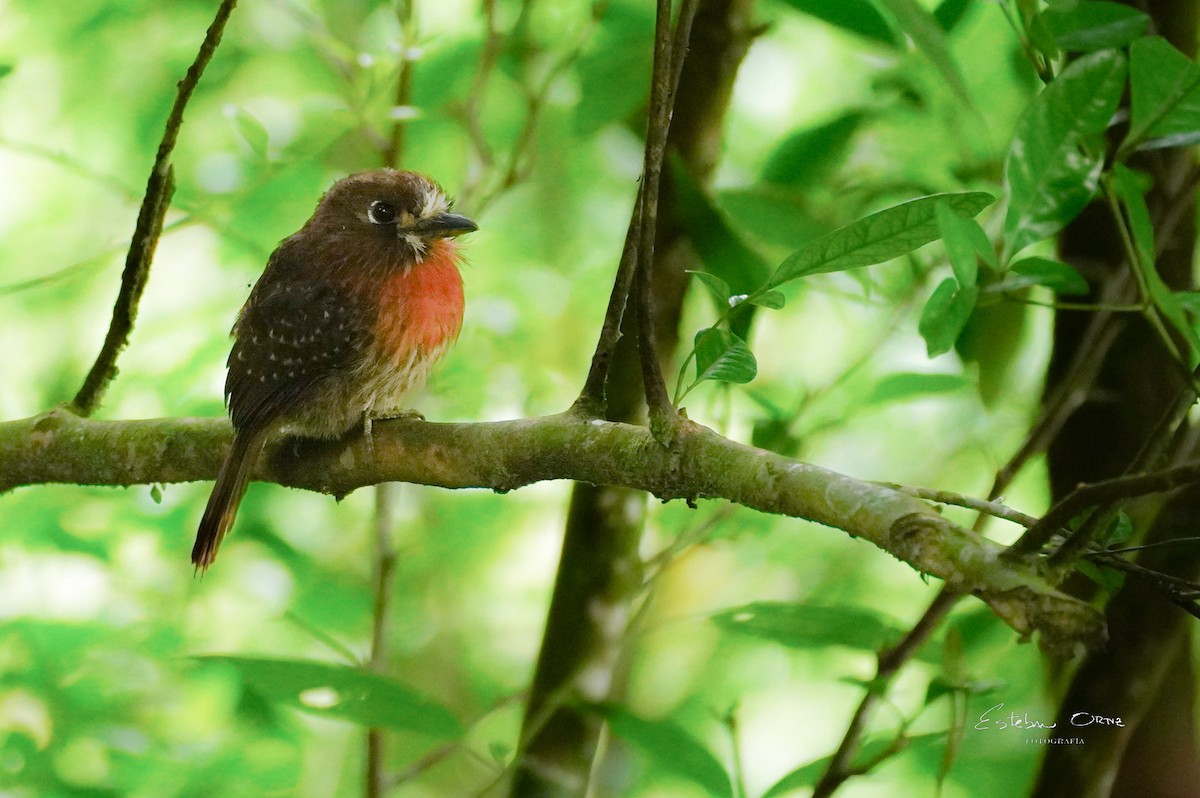 Moustached Puffbird - ML645816358