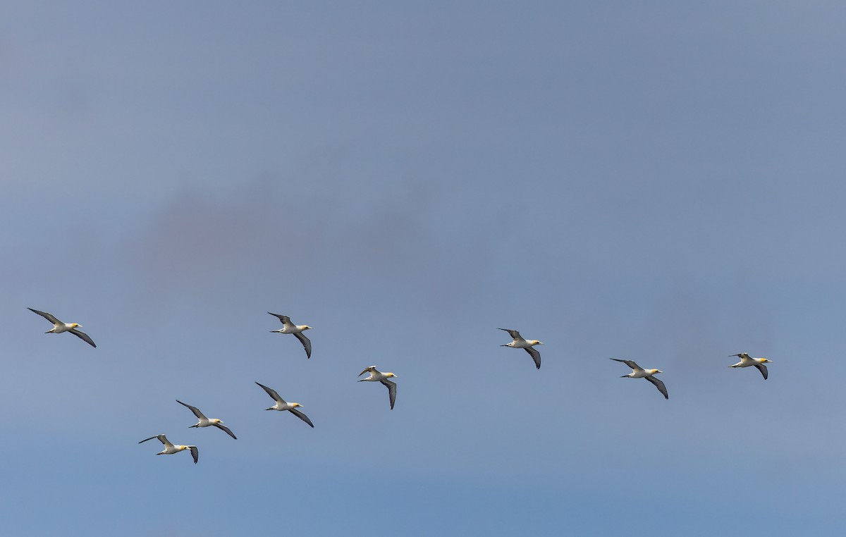 Australasian Gannet - ML645816362