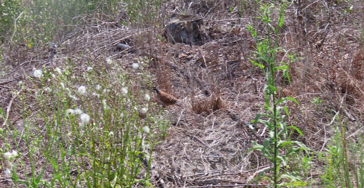 Northern Bobwhite - ML645816365