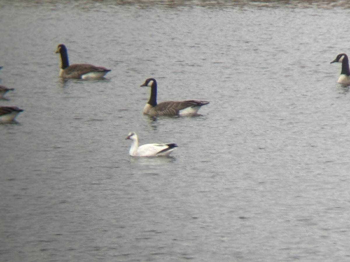 Ross's Goose - ML645816369