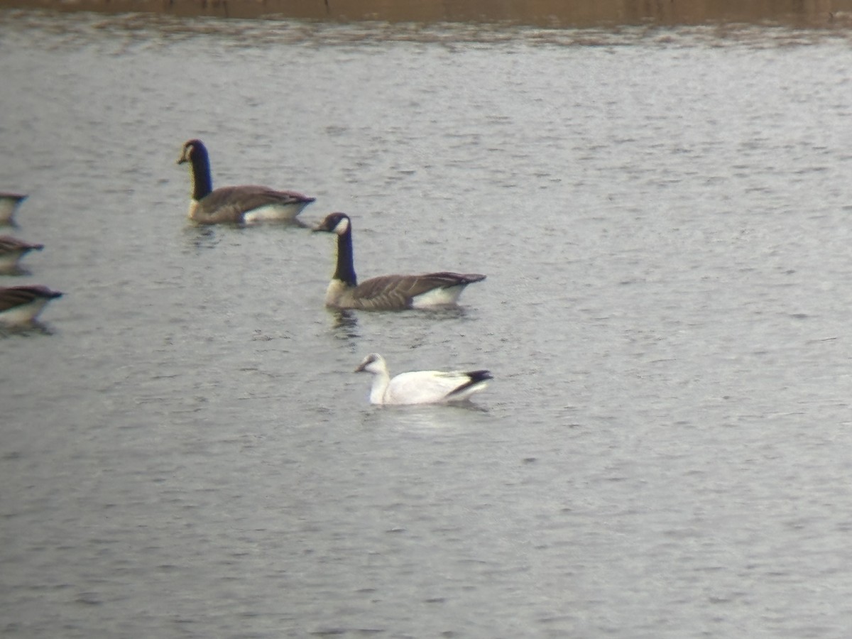 Ross's Goose - ML645816370