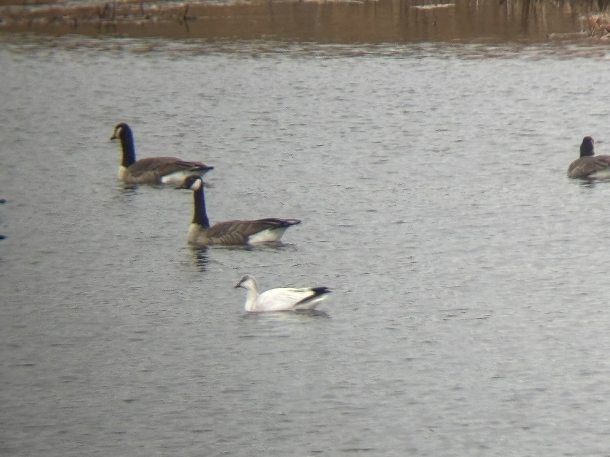 Ross's Goose - ML645816371