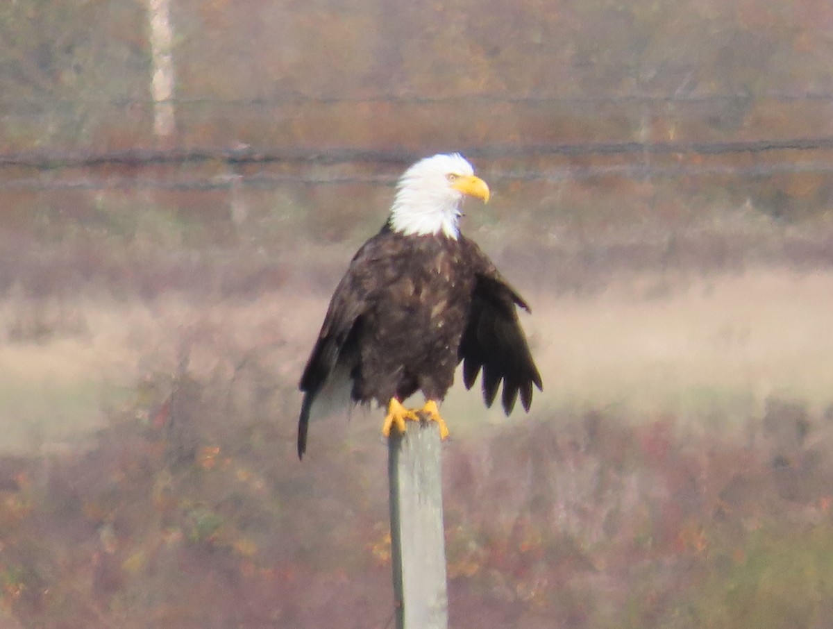 Bald Eagle - ML645816378