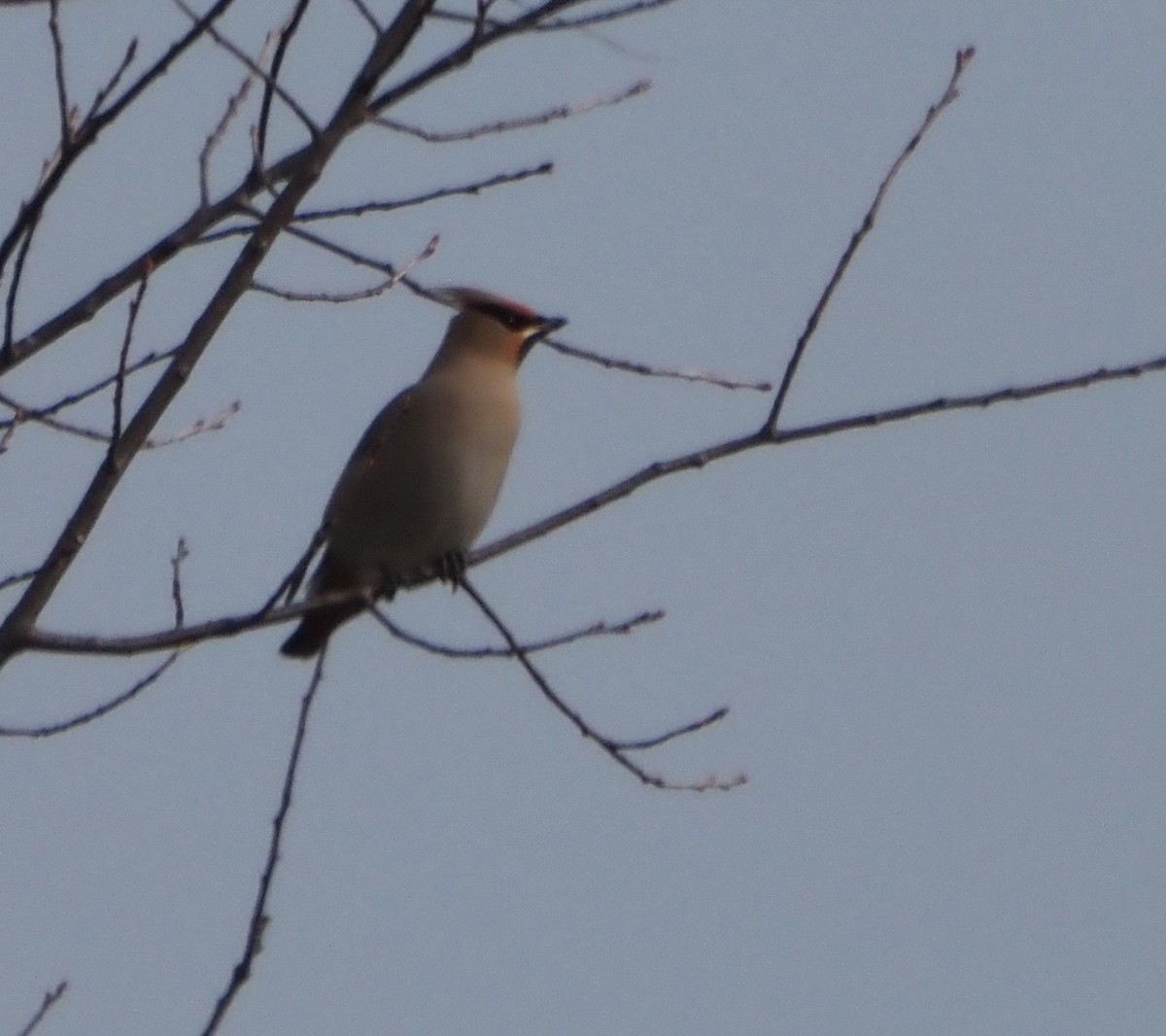 Bohemian Waxwing - ML645816379
