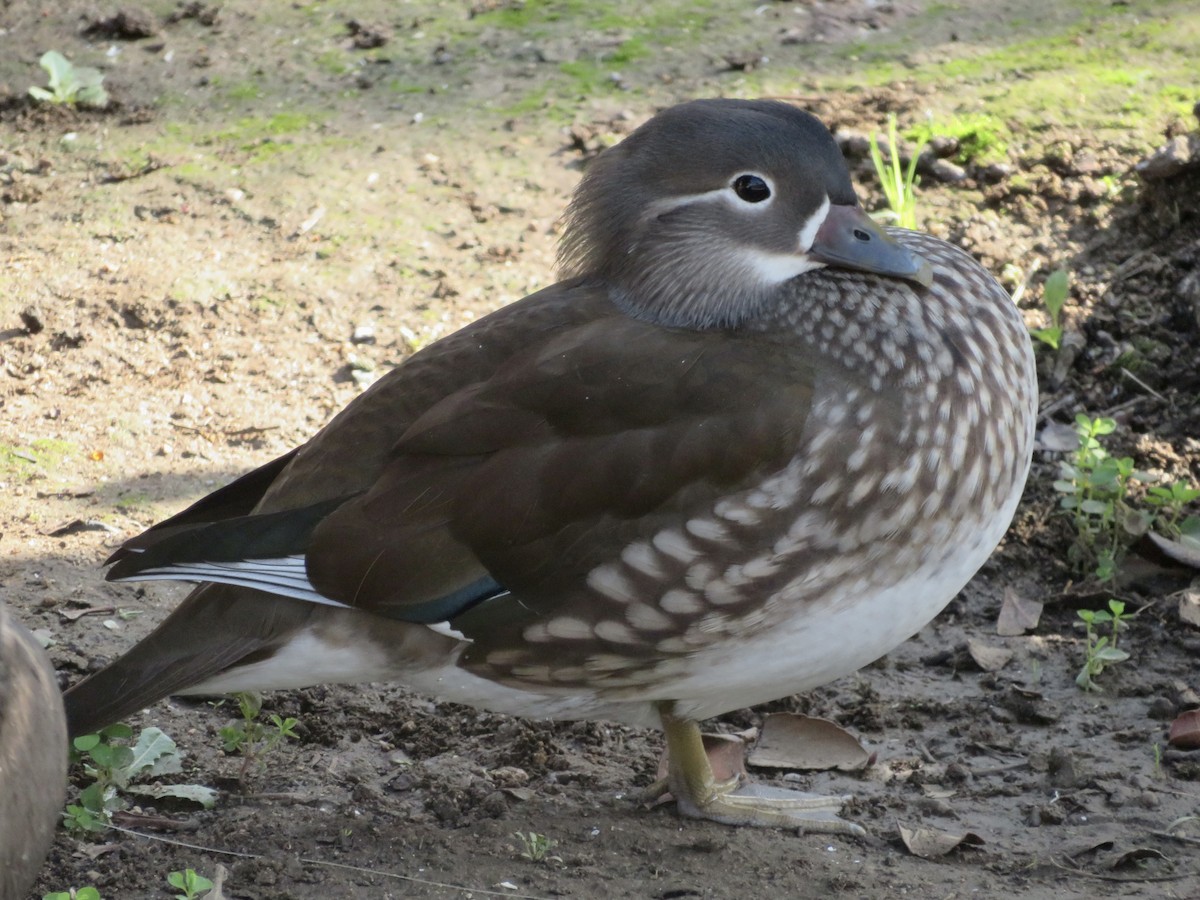 Mandarinente - ML645816380