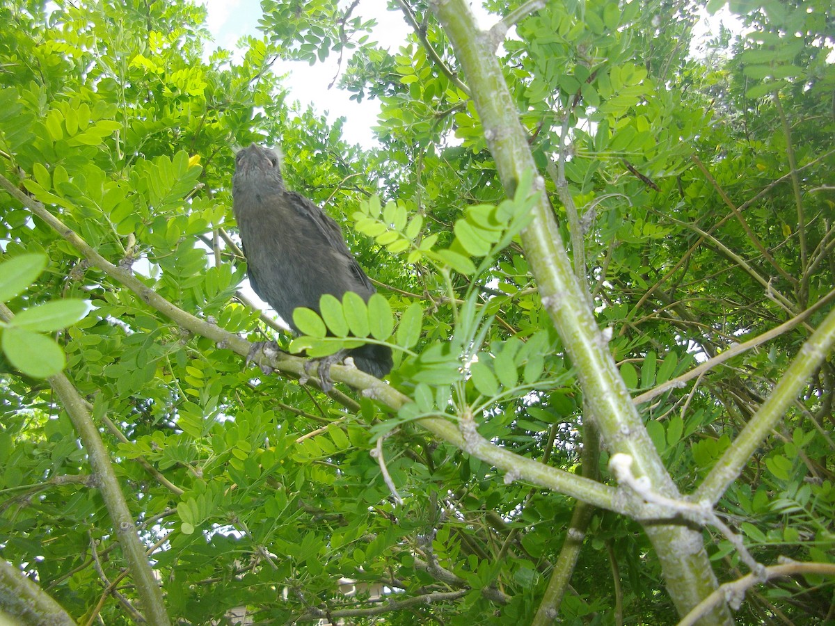 Braunkopf-Kuhstärling - ML645816384