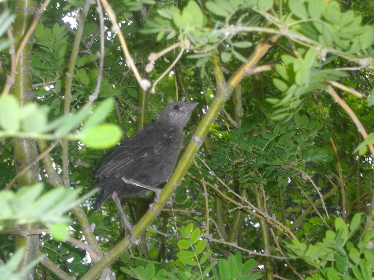 Braunkopf-Kuhstärling - ML645816385