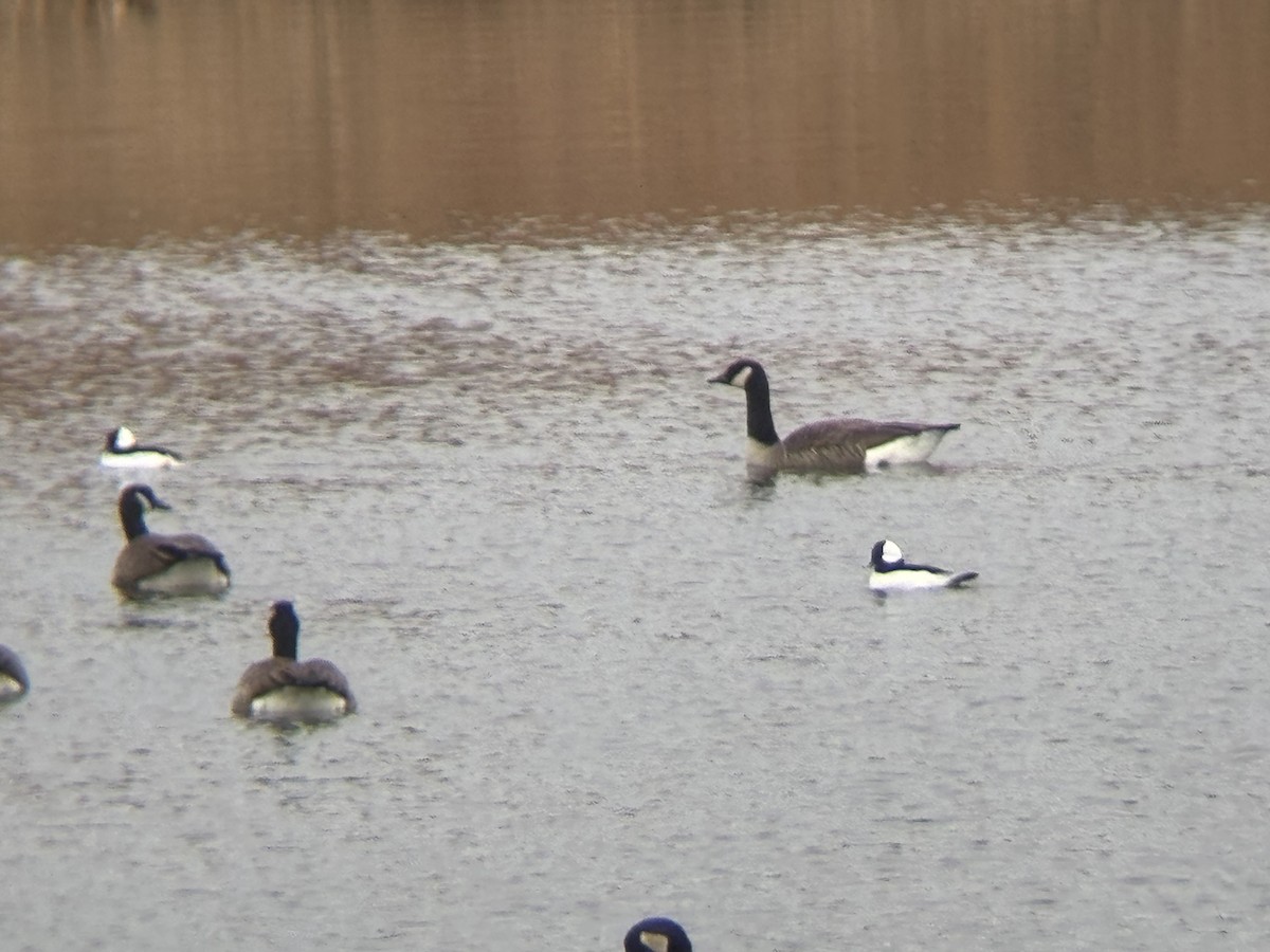 Bufflehead - ML645816391