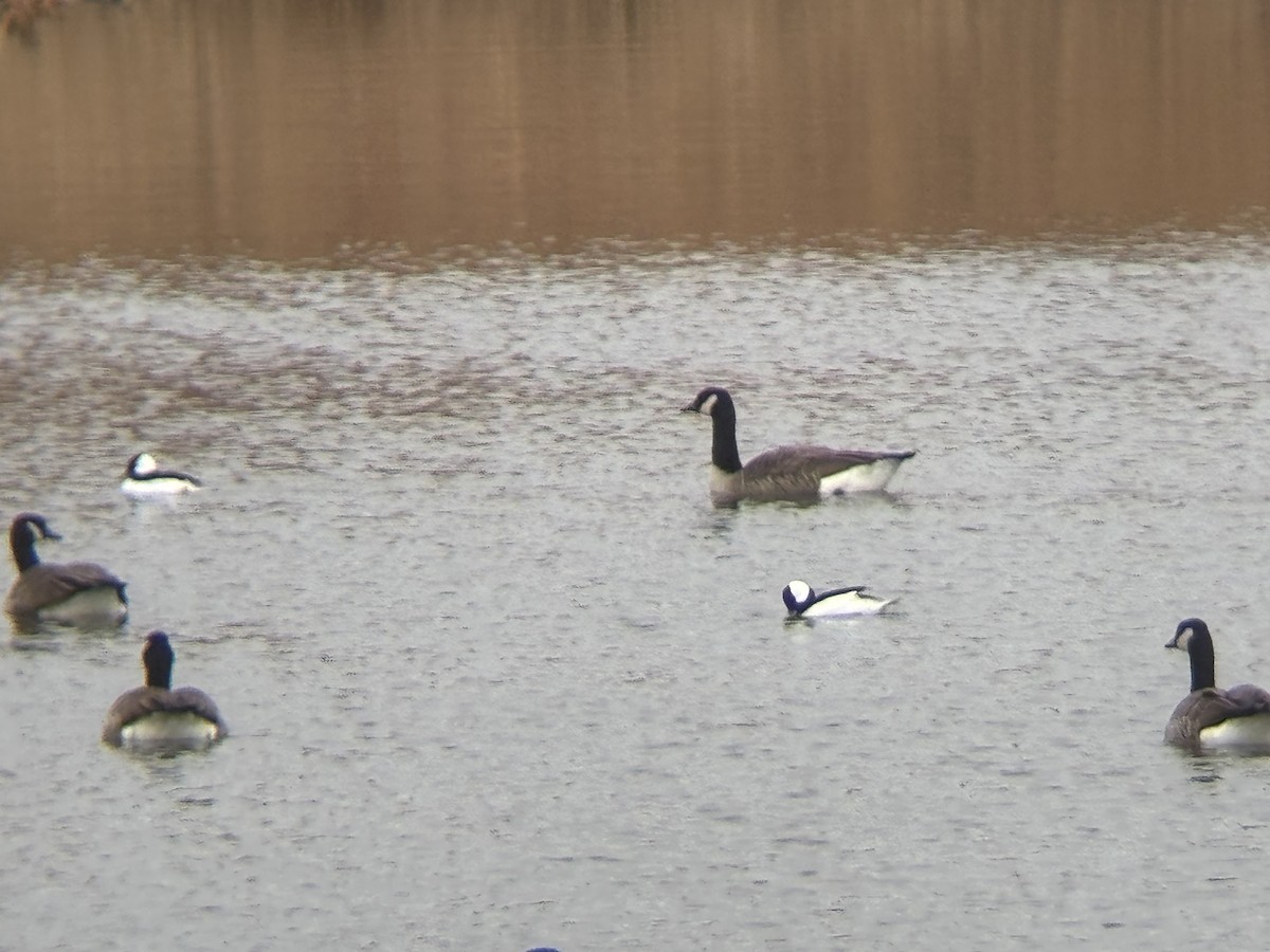 Bufflehead - ML645816392