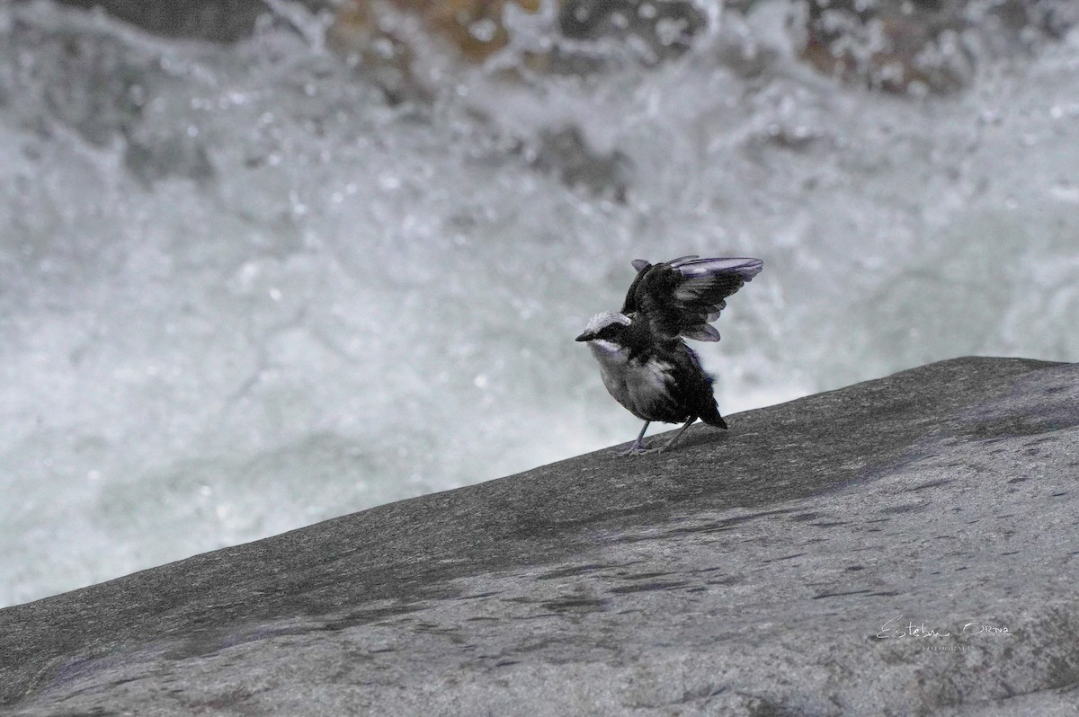White-capped Dipper - ML645816394