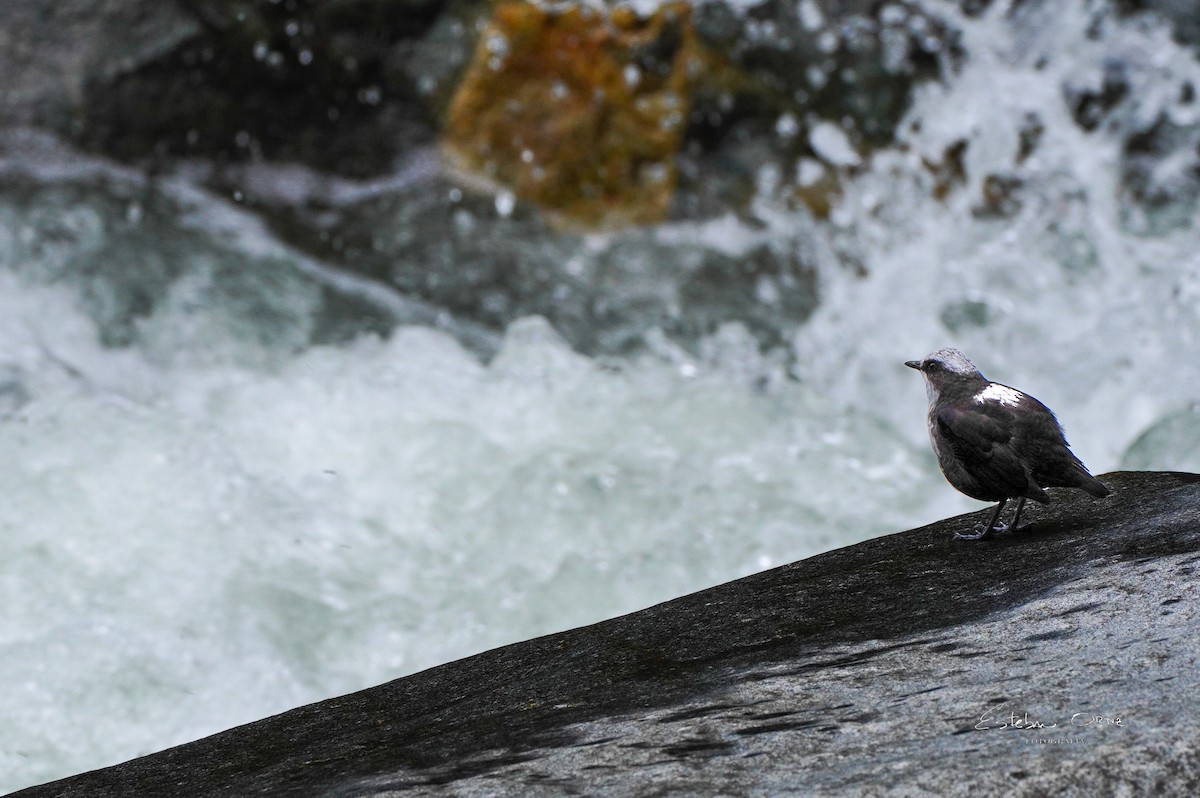White-capped Dipper - ML645816395